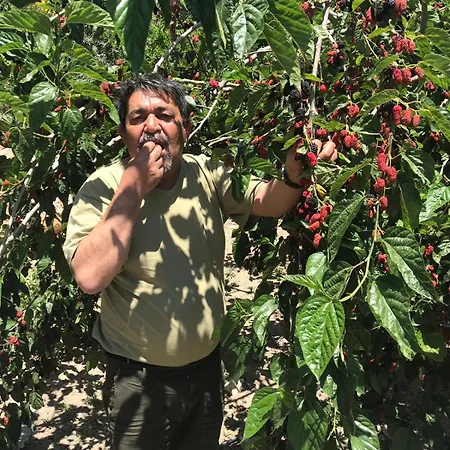 Ciftlik Tepesi Pansiyon